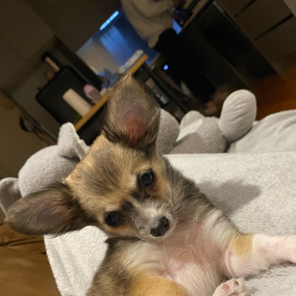 Meet your Posher, Nicole - Picture 1 of 1